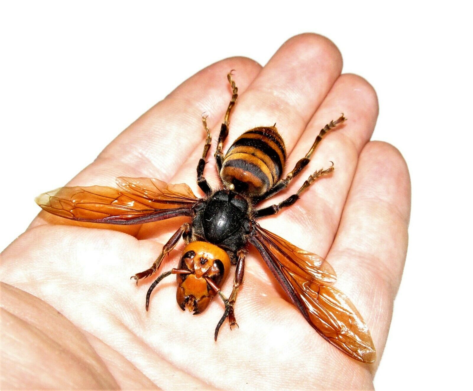 Vespa Mandarinia Wings Spread Japanese Murder Hornet Wasp Mounted Pinned