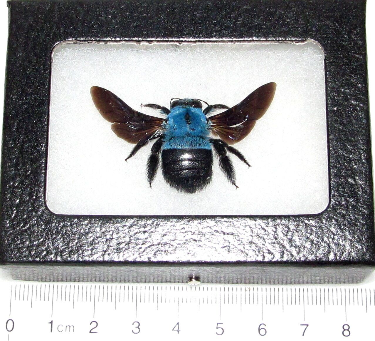Xylocopa Caerulea Real Framed Blue Carpenter Bee Bumblebee Indonesia